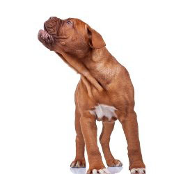 Basic Dog Training Part V